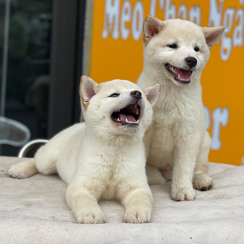 Hai chú chó Shiba Inu trắng nằm và ngồi cạnh nhau vui vẻ