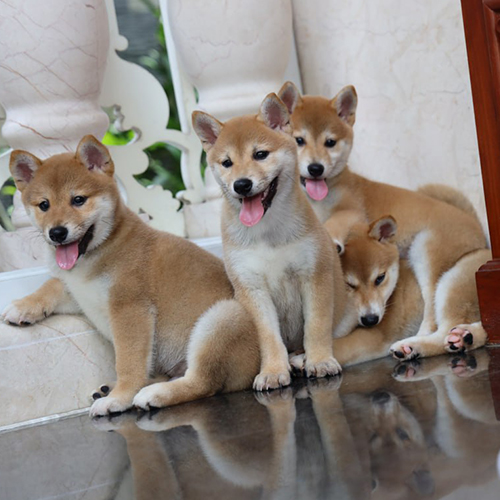 Đàn chó Shiba Inu con ngồi nghỉ sau khi chơi đùa