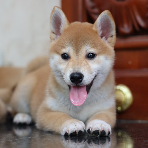 Chó Shiba Inu con thuần chủng nằm trước cửa gỗ, được cung cấp bởi hệ sinh thái Chomeocanh.com toàn quốc