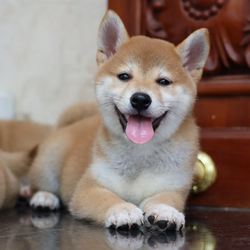 Huấn luyện chó Shiba Inu dữ trở nên hiền