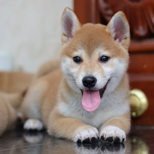 Chó Shiba Inu con nằm sấp lè lưỡi, biểu cảm hài hước – nguồn cảm hứng cho các icon và clip nhảy trên mạng