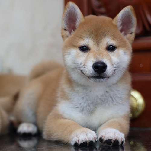 Chó Shiba Inu màu vàng trắng nằm thư giãn, nở nụ cười tươi hạnh phúc và dễ thương.