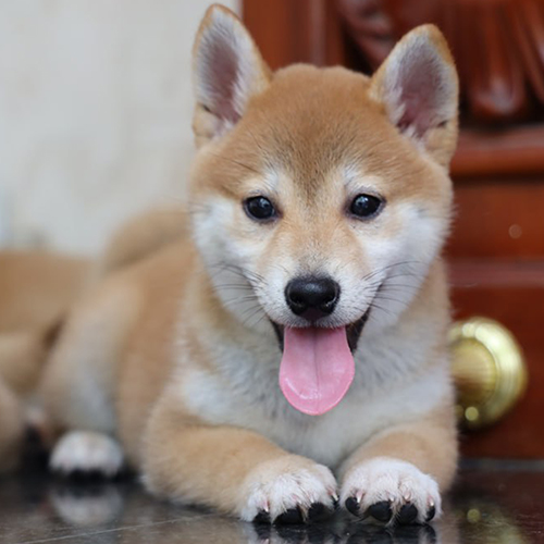 Chú chó Shiba Inu màu vàng nằm thư giãn, thè lưỡi, với biểu cảm đáng yêu và thu hút.