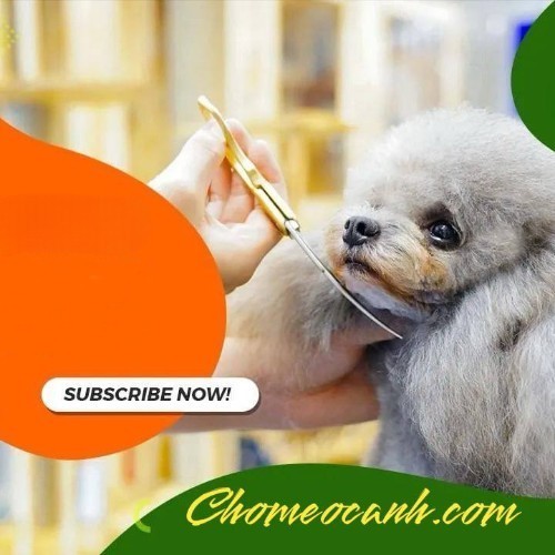 Dịch vụ spa và grooming chuyên nghiệp tại Chomeocanh.com.