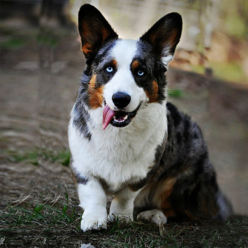 Chó Corgi Blue Merle khỏe mạnh với bộ lông đẹp và mắt xanh cuốn hút.