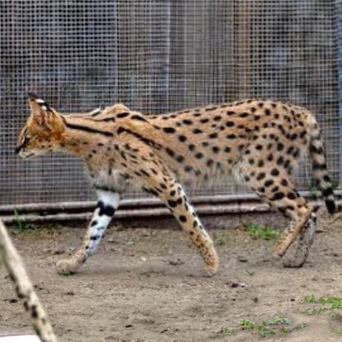 Mèo Savannah với bộ lông đốm đặc trưng, dáng đi uyển chuyển trong môi trường ngoài trời.