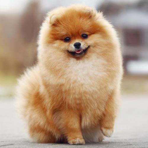 Chó Phốc Sóc cam đáng yêu với bộ lông xù mượt, dáng nhỏ nhắn đặc trưng của giống Toy Dog.