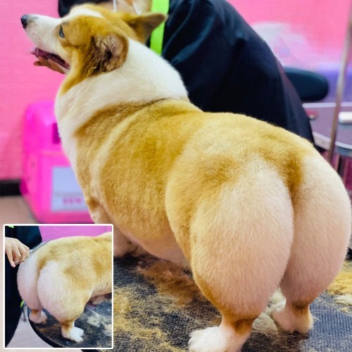 Chú chó Corgi lông vàng trắng được cắt tỉa gọn gàng, lông mượt mà, nổi bật phần mông tròn dễ thương.