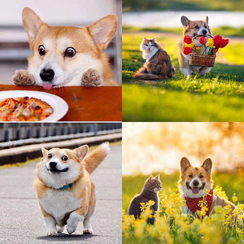 Hành vi và tính cách chó Corgi: thân thiện, thông minh, hòa đồng với trẻ em và thú cưng, năng động và quấn chủ.