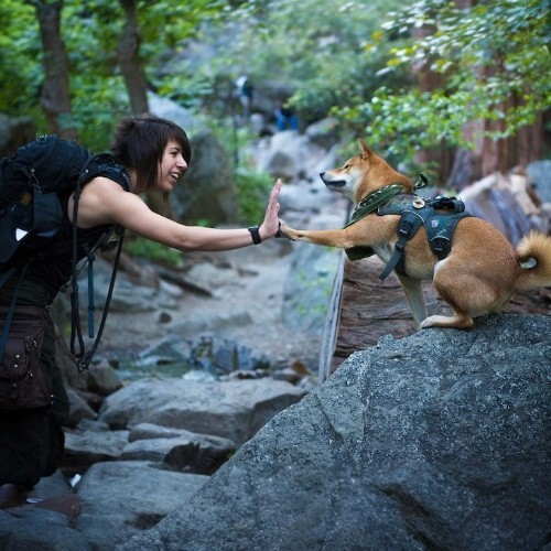 Chủ nhân và chó Shiba Inu giao tiếp trong buổi huấn luyện ngoài trời.