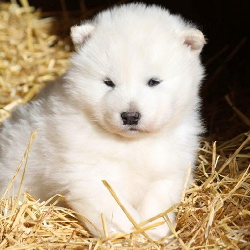 Chó Alaska trắng quý hiếm nằm trên rơm