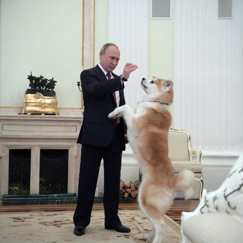 Tổng thống Nga Vladimir Putin và cô chó Akita Yume từ Nhật Bản.