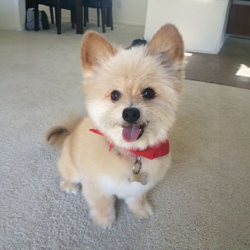 Chó Phốc Sóc lai Yorkshire Terrier (Yoarian) đáng yêu với khăn quàng đỏ.