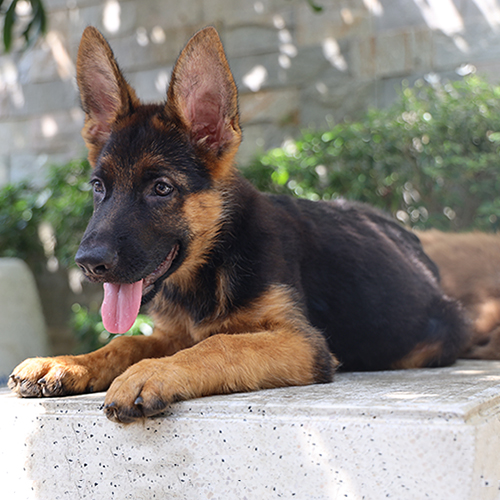 Chó Becgie Đức GSD con 2-4 tháng tuổi nằm nghỉ ngơi ngoài trời