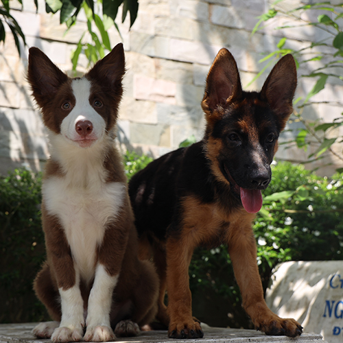 Chó Becgie con và Border Collie ngồi cạnh nhau trong sân vườn đầy nắng.