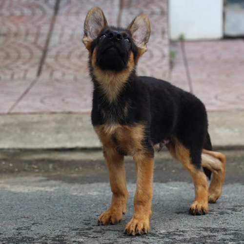 Chó Becgie con đứng nghiêm ngẩng đầu lên, tỏ vẻ chú ý khi đang học lệnh.