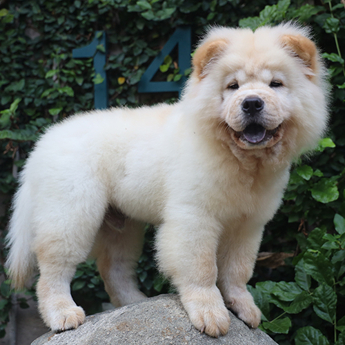 Chó Chow Chow đứng trên đá với bộ lông xù màu kem
