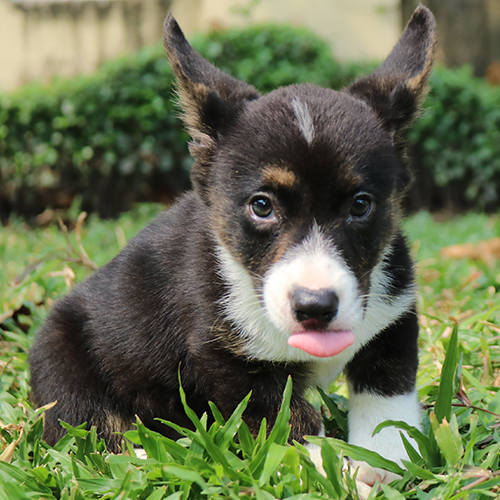 Chó Corgi Cardigan màu đen vện thè lưỡi ngồi trên cỏ, biểu cảm đáng yêu