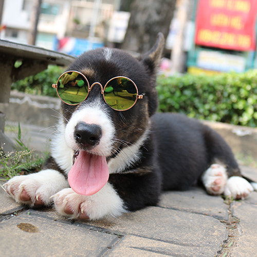 Chú chó Corgi đen trắng đeo kính râm thời trang, nằm trên vỉa hè.