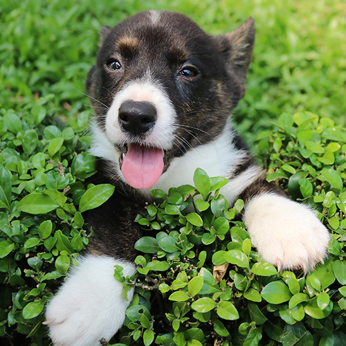 Chó Corgi vện đen dễ thương ló đầu khỏi bụi cây.