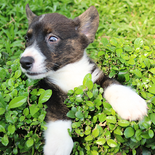 Chó Corgi Cardigan màu đen trắng chui từ bụi cây, dáng yêu cực kỳ