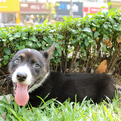 Chú chó Corgi Cardigan lông đen trắng, nằm trên bãi cỏ bên cạnh bụi cây, thè lưỡi đáng yêu.