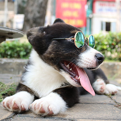 Chú chó Corgi đeo kính râm, nằm thư giãn trên vỉa hè.