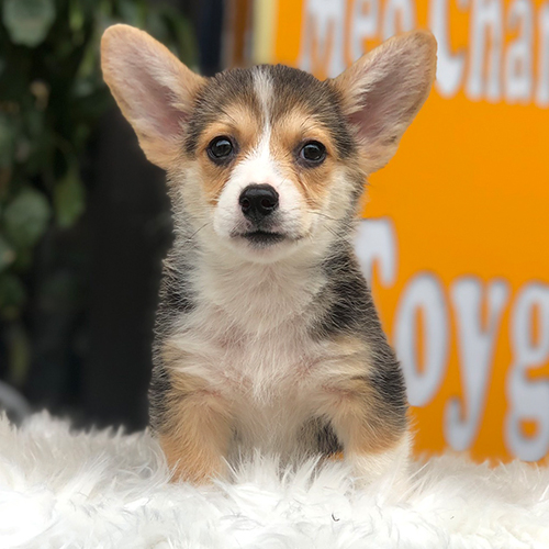 Chó Corgi con có đôi tai to dựng đứng và khuôn mặt đáng yêu