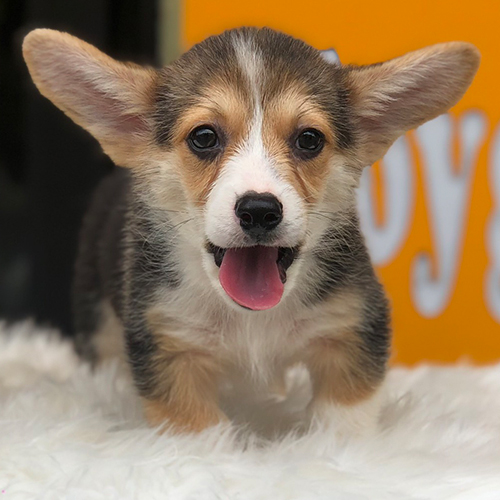 Corgi con mặt ngây thơ nhưng đầy cứng đầu