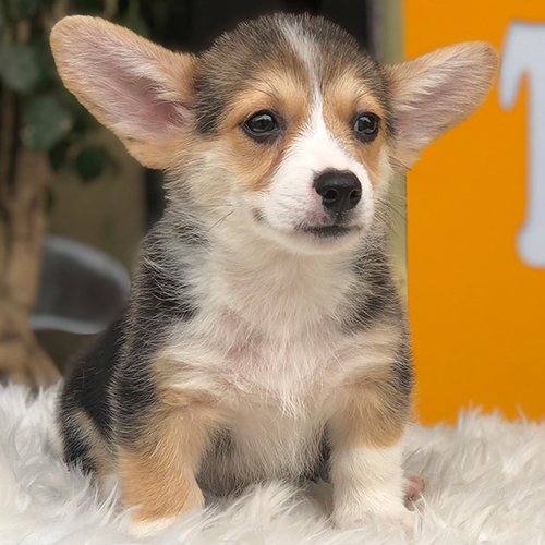 Chó Corgi ngáo tai to, ngồi trên thảm trắng