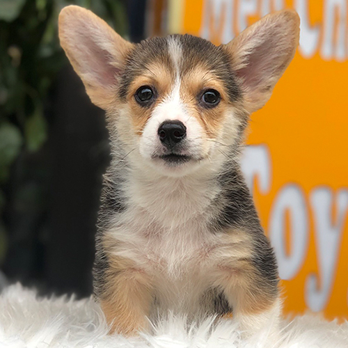 Chó Corgi Tricolor thuần chủng với lông ba màu và ánh mắt thông minh