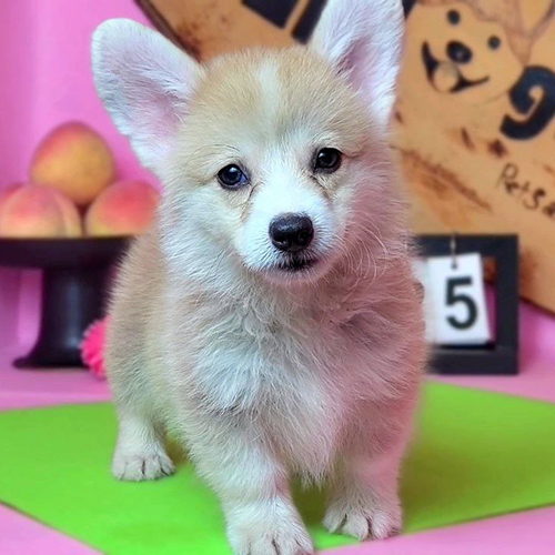 Chó Pembroke Corgi con màu kem với biểu cảm thân thiện, dễ gần
