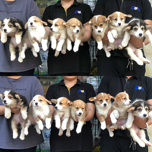 Đàn chó Corgi thuần chủng với nhiều phối màu đang được bế tại Chomeocanh.com