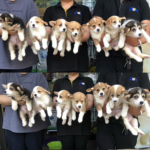 Đàn chó Corgi lông ngắn và lông dài thuần chủng tại hệ thống Chomeocanh.com
