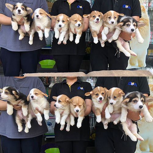 Đàn chó Corgi vàng trắng và Tricolor thuần chủng được nhân viên bế trên tay tại Chomeocanh.com