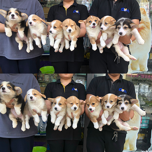 Đàn chó Corgi đáng yêu, khỏe mạnh, được bế trên tay, có đầy đủ giấy tờ VKA tại Chomeocanh.com.