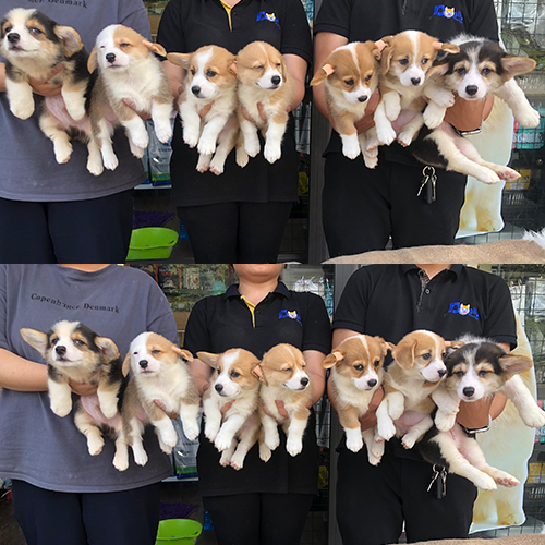 Những chú chó Corgi con dễ thương được bế trên tay bởi nhân viên tại Chomeocanh.com.