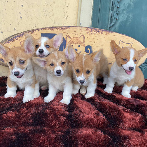 Đàn chó Corgi vàng trắng thuần chủng tại Chomeocanh.com