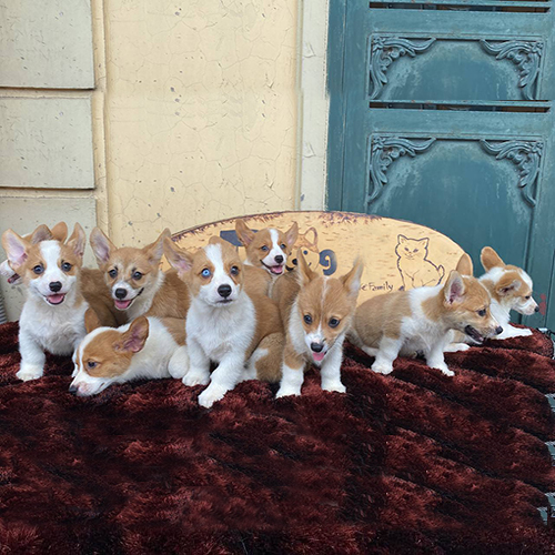 Đàn chó Corgi đẹp xuất sắc tại Chomeocanh.com.