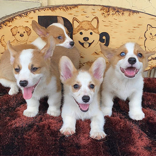 Đàn chó Corgi thuần chủng vui nhộn tại chomeocanh.com