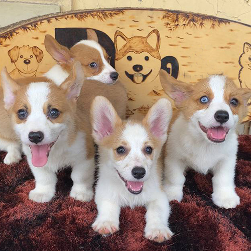 Bốn chú chó Pembroke Corgi con đáng yêu đang cười tươi.