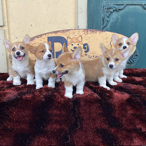 Đàn chó Corgi thuần chủng Chomeocanh.com – hỗ trợ vận chuyển miễn phí toàn quốc