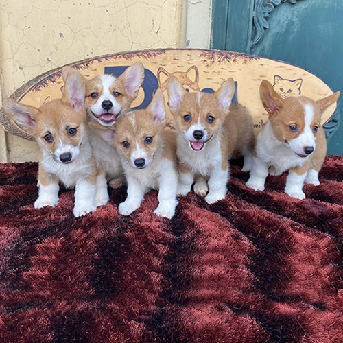Đàn chó Corgi thuần chủng dễ thương từ Chomeocanh.com
