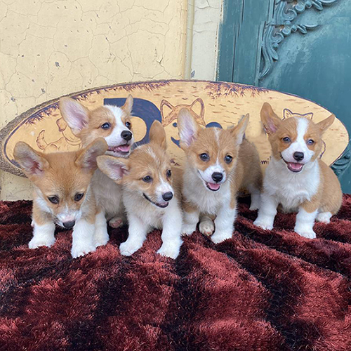 Đàn chó Corgi con khỏe mạnh tại trại giống, đứng trên thảm lông