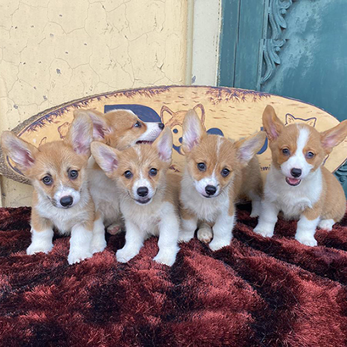 Đàn chó Corgi thuần chủng dễ thương trên nền thảm lông nâu