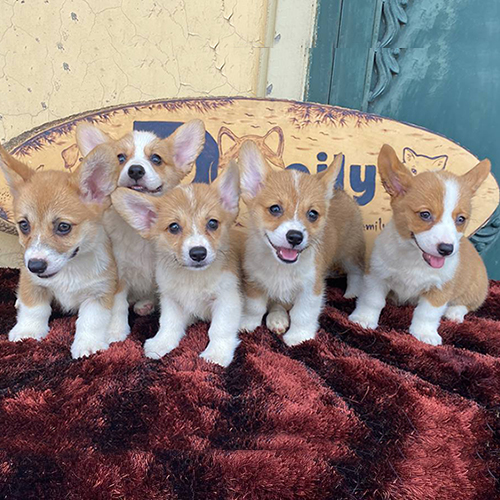 Nhóm chó Pembroke Corgi con thân hình nhỏ gọn, chân ngắn, tai lớn dựng đứng
