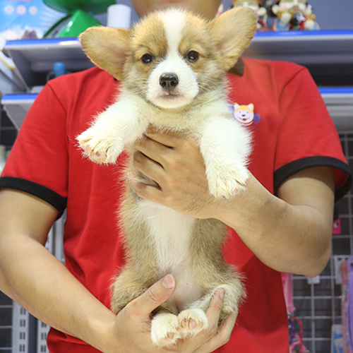 Chú chó Corgi con đáng yêu lông vàng trắng được bế trên tay bởi một nhân viên mặc áo đỏ.
