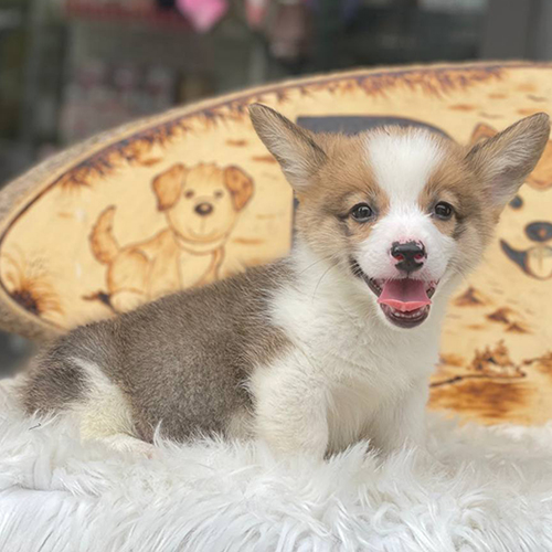 Chó Corgi thuần chủng lưng dài, chân ngắn, vui tươi.
