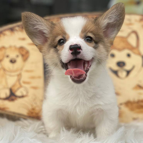 Corgi thuần chủng tai to, mặt cười rạng rỡ cực kỳ đáng yêu