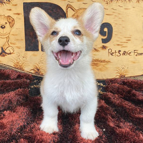 Chó Corgi vui vẻ khỏe mạnh nhờ chế độ chăm sóc tốt
